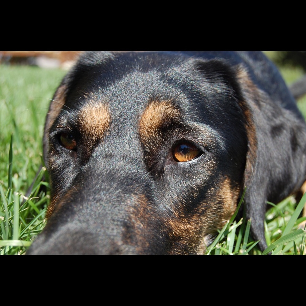 Meet your Posher, Molly